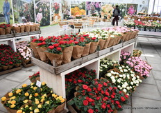 De infinity lijn van Roses for Ever.